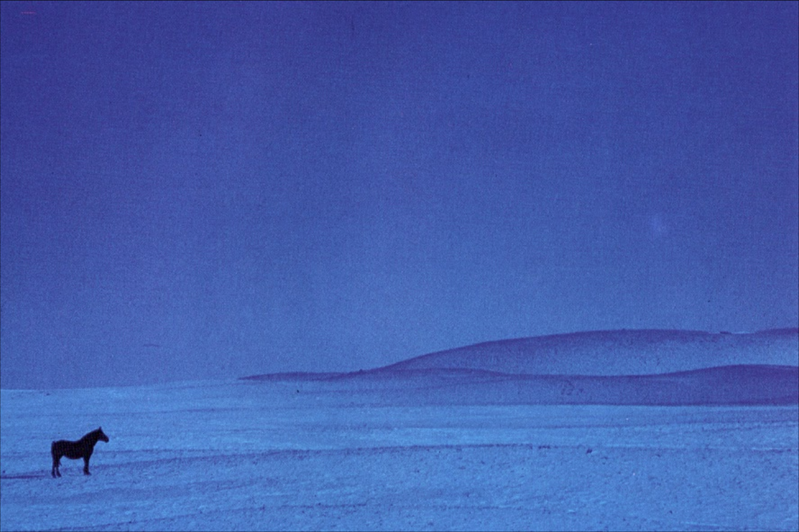 Caballo azul, Montana (EE.UU.) 1961