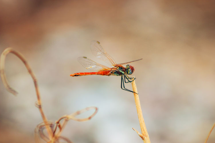 Anisoptera-Roja_baja