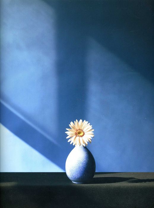 African Daisy